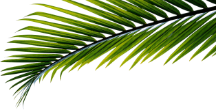 palmera